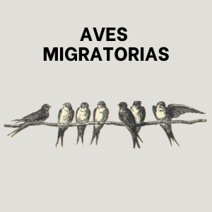 Aves migratorias